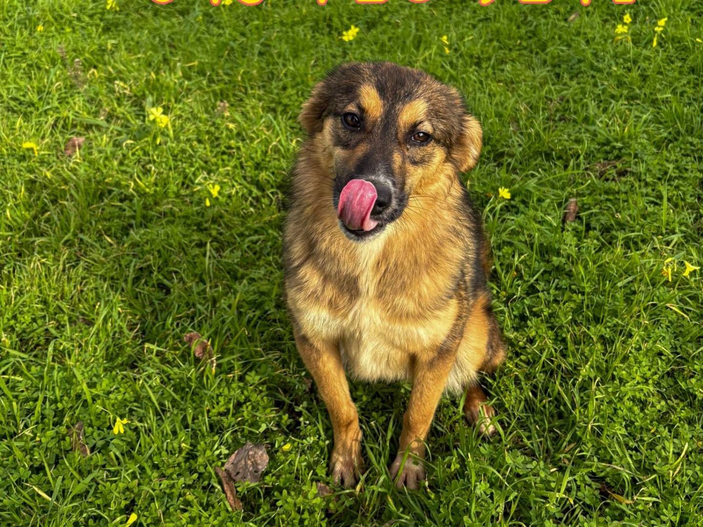 Adotta un cane, femmina, 1 anno e 1 mese, Crotone