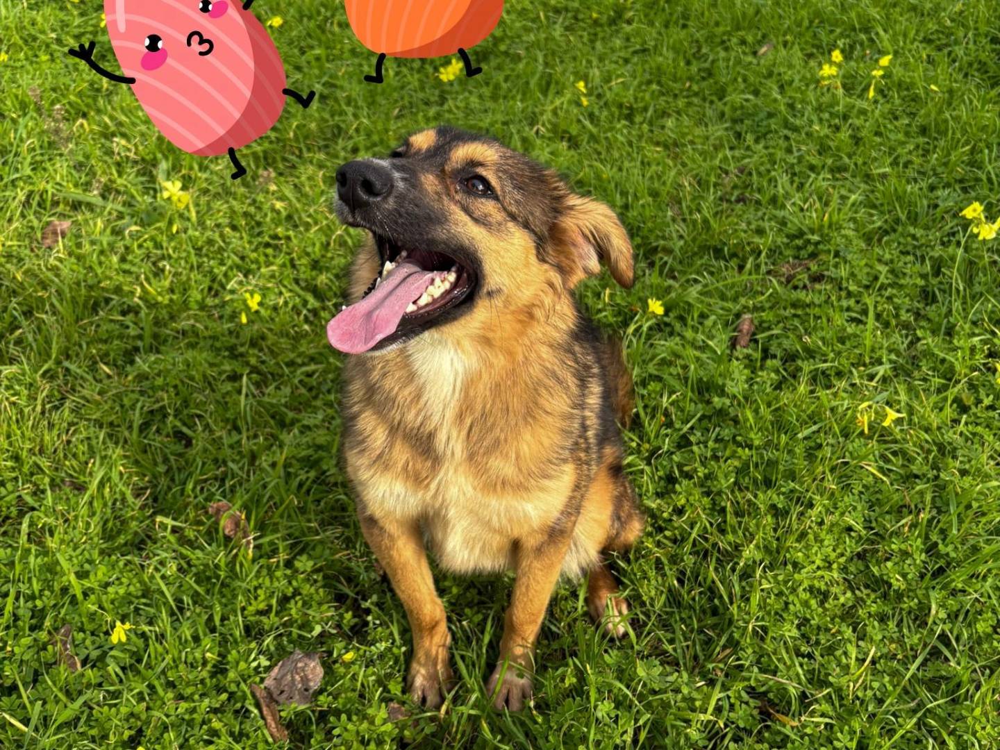 Adotta un cane, taglia media, femmina, Crotone