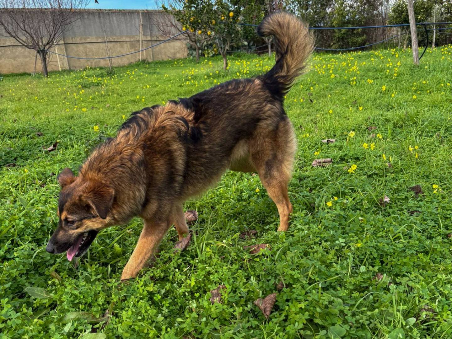Vuoi adottare un cane a Crotone?