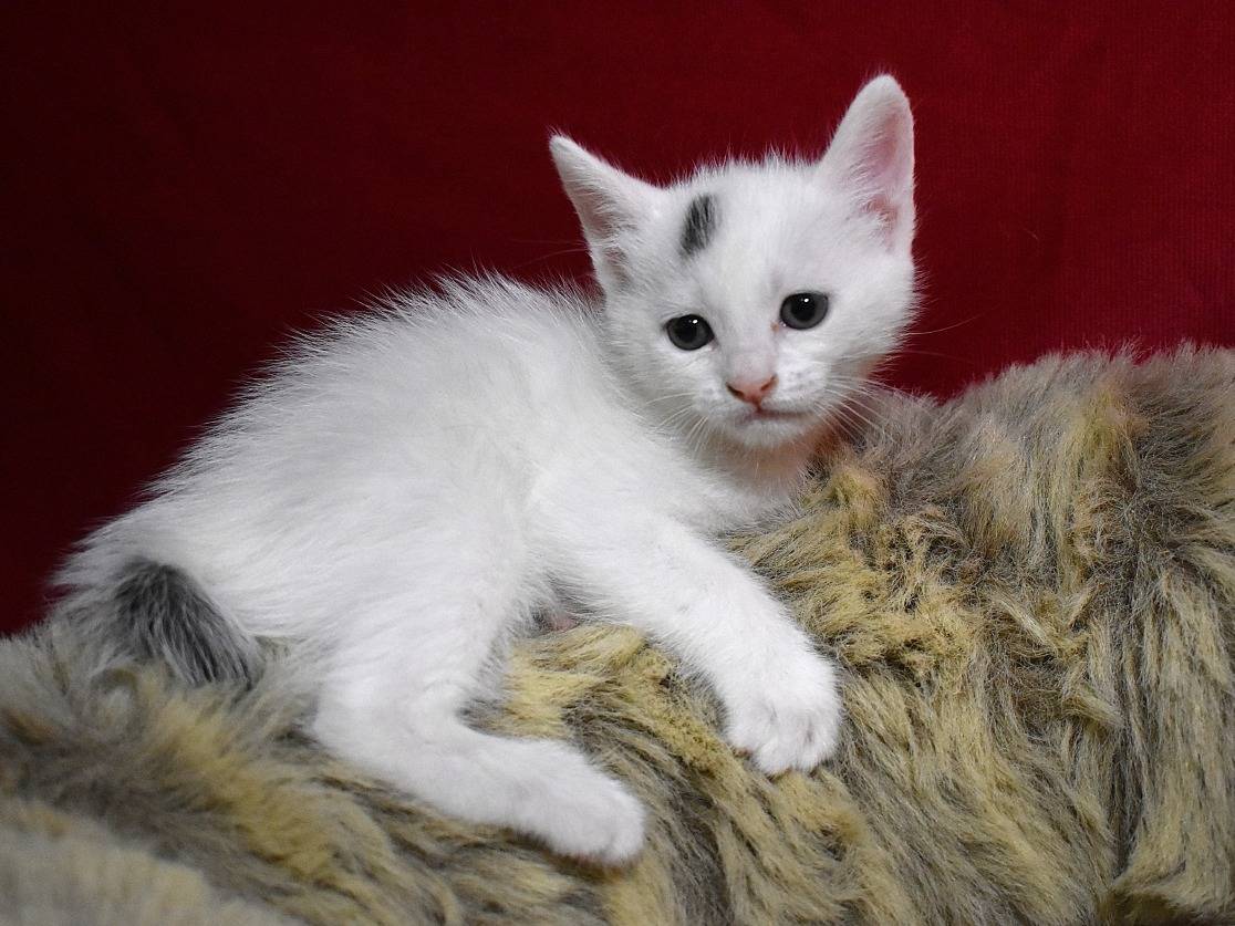 Adotta un gatto, femmina, 1 mesi, Roma