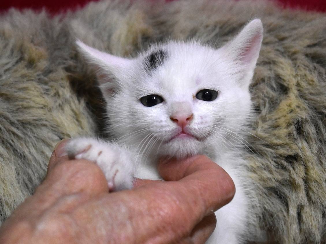 Adozione gatto, femmina, Razza sconosciuta Razza sconosciuta, 1 mesi, taglia non valida, Roma
