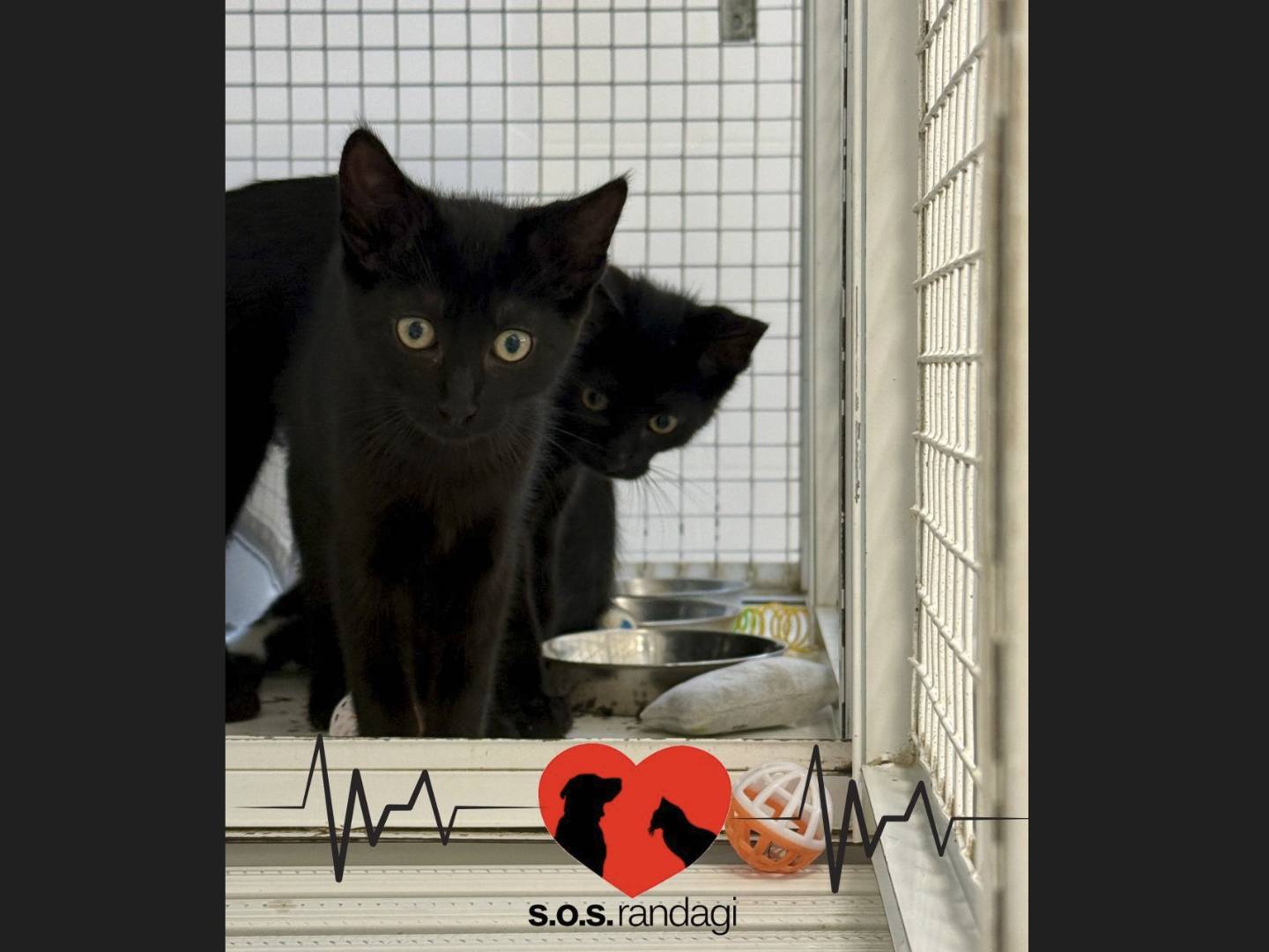 Adozione gatto, maschio, Razza sconosciuta Razza sconosciuta, 4 mesi, taglia non valida, Milano