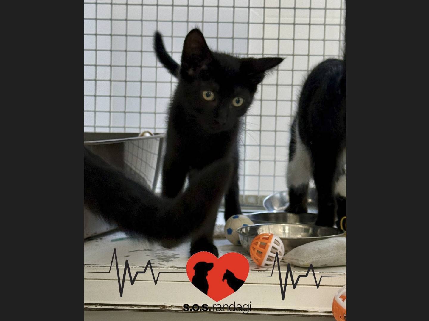 Adotta un gatto, maschio, 4 mesi, Milano
