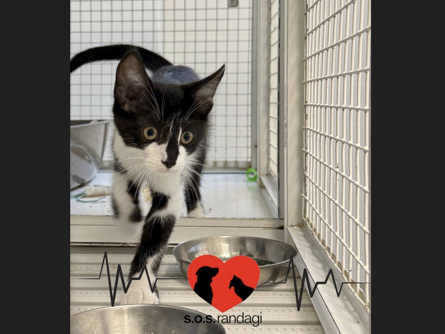 Adozione gatto, maschio, Razza sconosciuta Razza sconosciuta, 4 mesi, taglia non valida, Milano