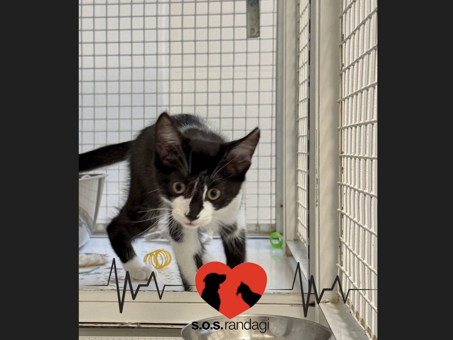 Adotta un gatto, maschio, 4 mesi, Milano