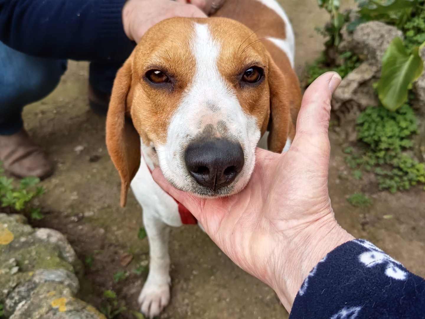 Adozione cane, femmina, Beagle  Razza sconosciuta, 2 anni e 4 mesi, taglia media, Vibo