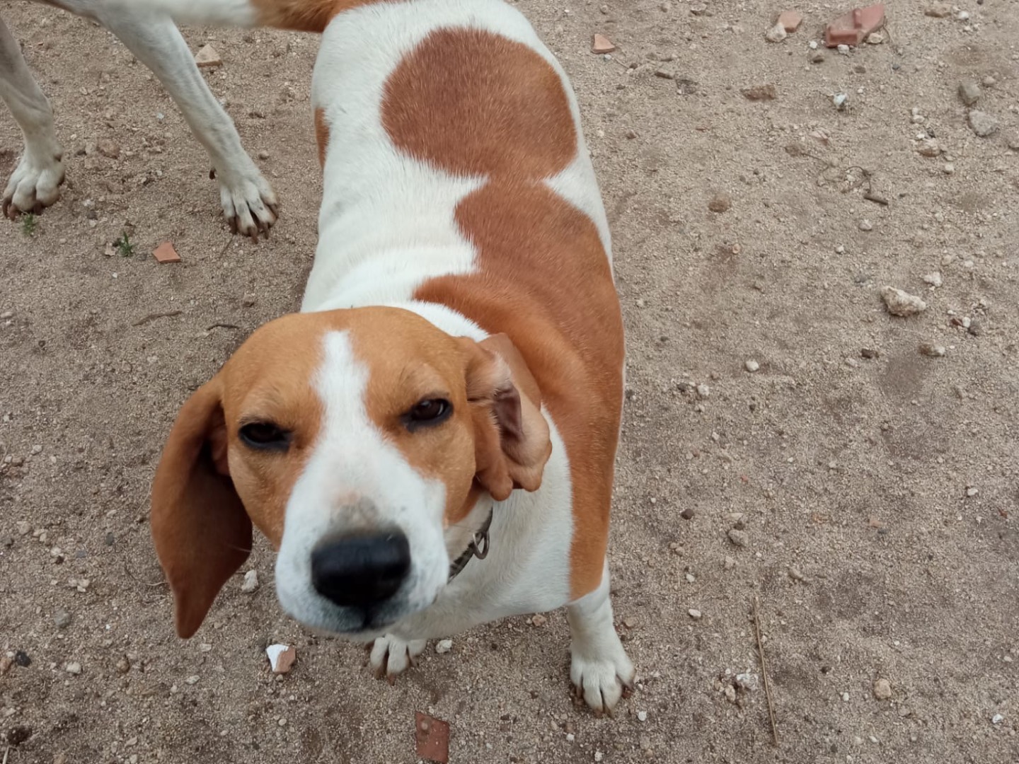 Adotta un cane, femmina, 2 anni e 4 mesi, Vibo