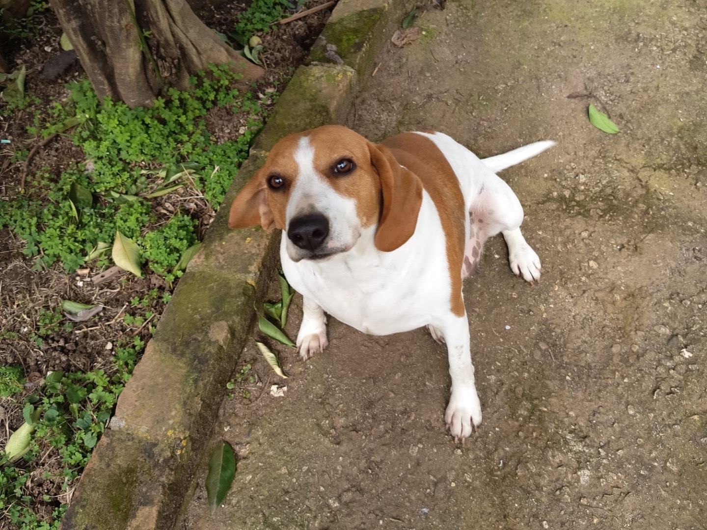 Adotta un cane, taglia media, femmina, Vibo