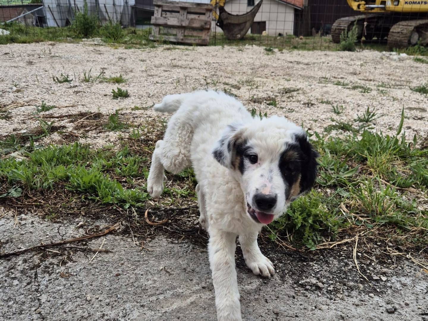 Adozione cane, femmina, Pastore maremmano Razza sconosciuta, 3 mesi, taglia grande, Padova