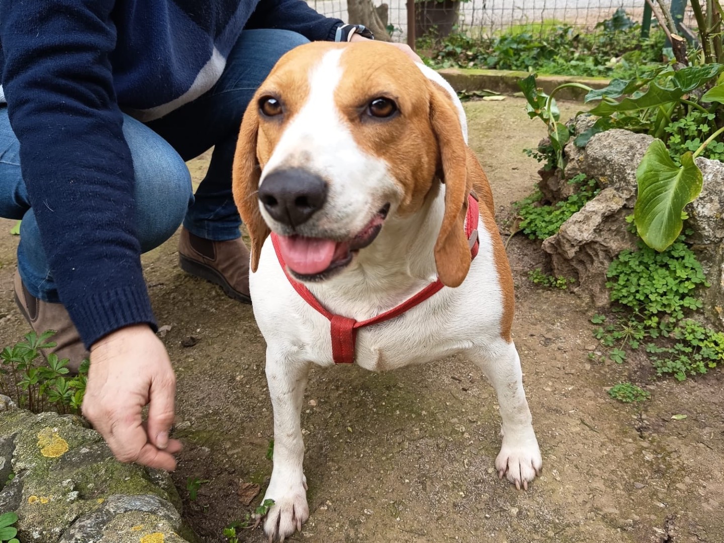 Adotta il cane Dora a Vibo