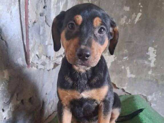Adozione cane, maschio, Razza sconosciuta Razza sconosciuta, 2 mesi, taglia media, Udine
