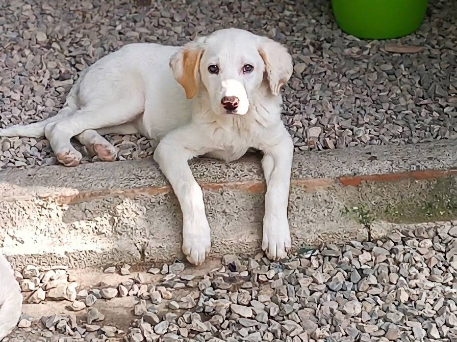 Adozione cane, femmina, Razza sconosciuta Razza sconosciuta, 3 mesi, taglia media, Avellino