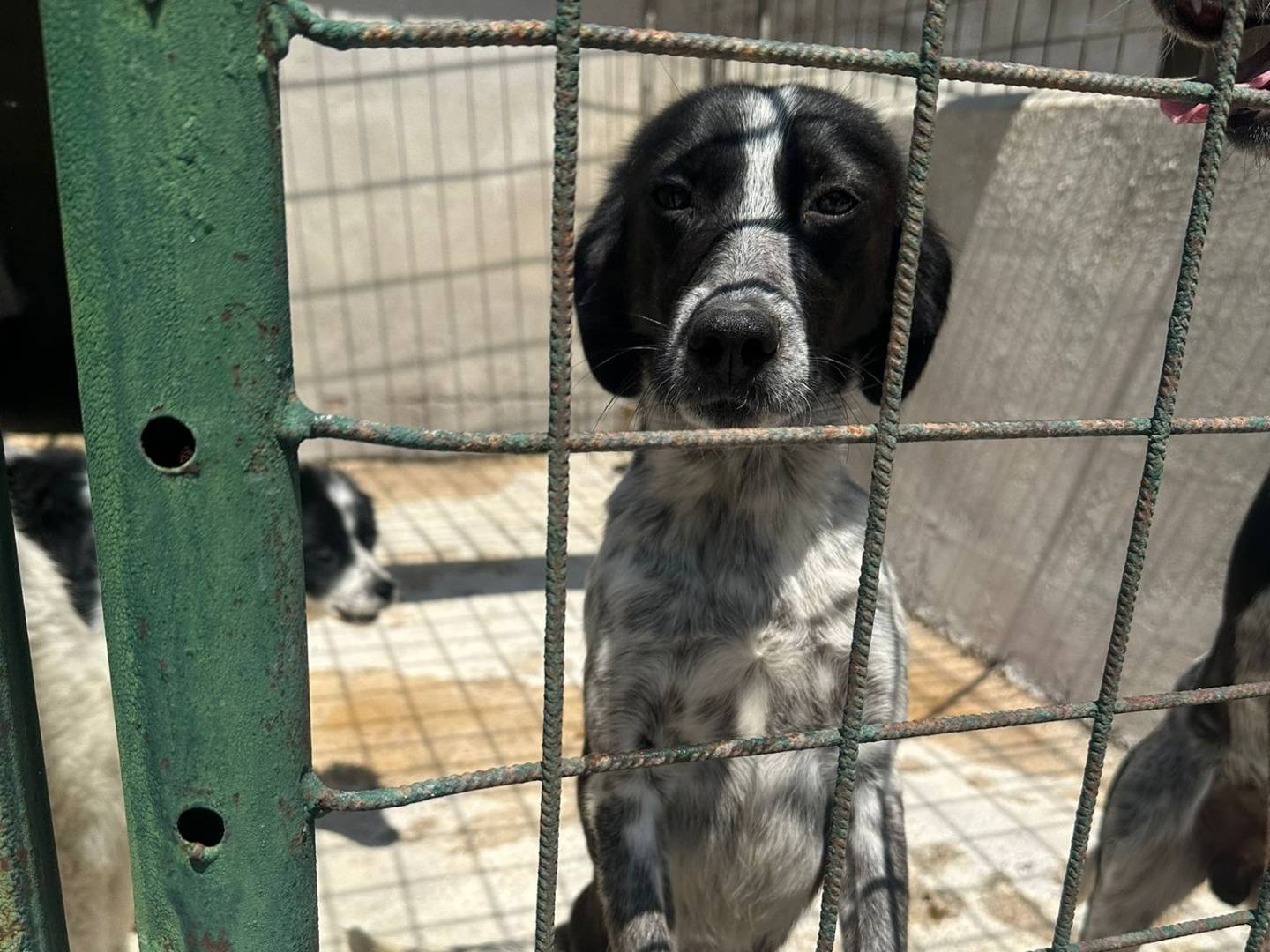 Adozione cane, femmina, Razza sconosciuta Razza sconosciuta, 9 mesi, taglia media contenuta, Avellino