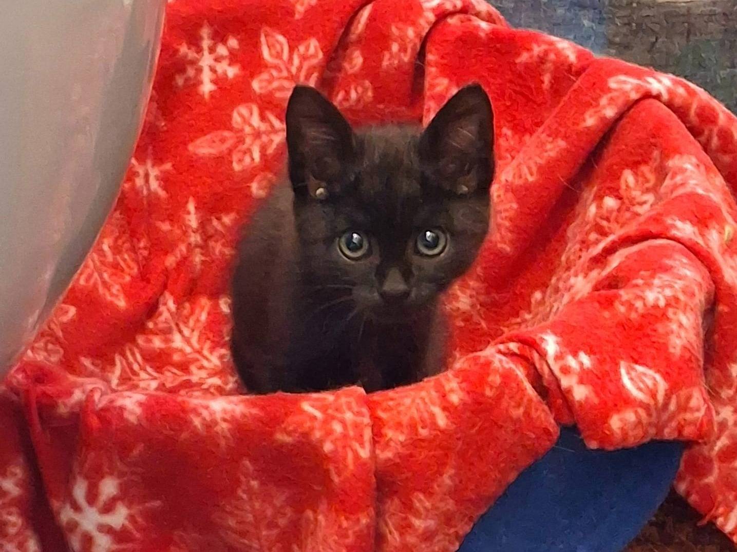 Adozione gatto, maschio, Razza sconosciuta Razza sconosciuta, 1 mesi, taglia non valida, Bari