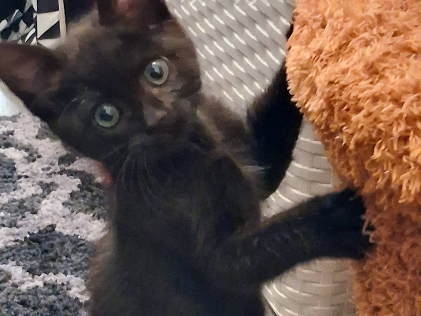 Adotta un gatto, maschio, 1 mesi, Bari