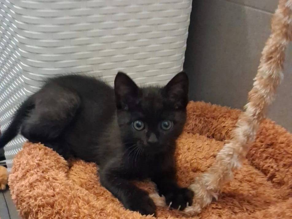 Adotta un gatto, taglia non valida, maschio, Bari