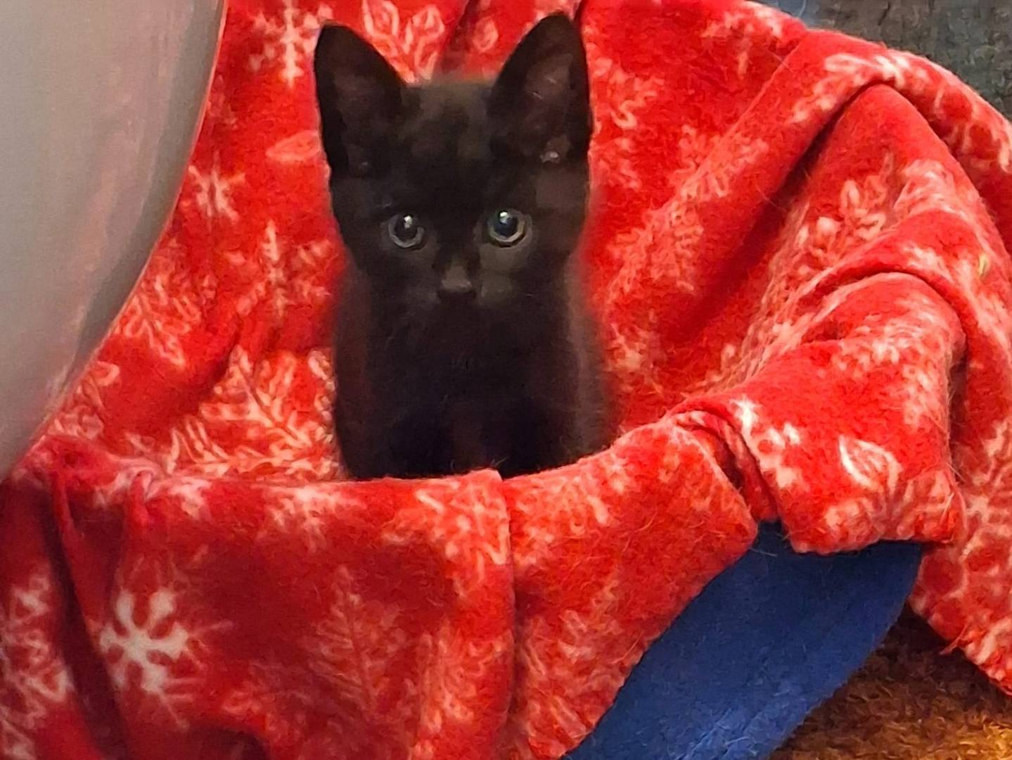 Vuoi adottare un gatto a Bari?