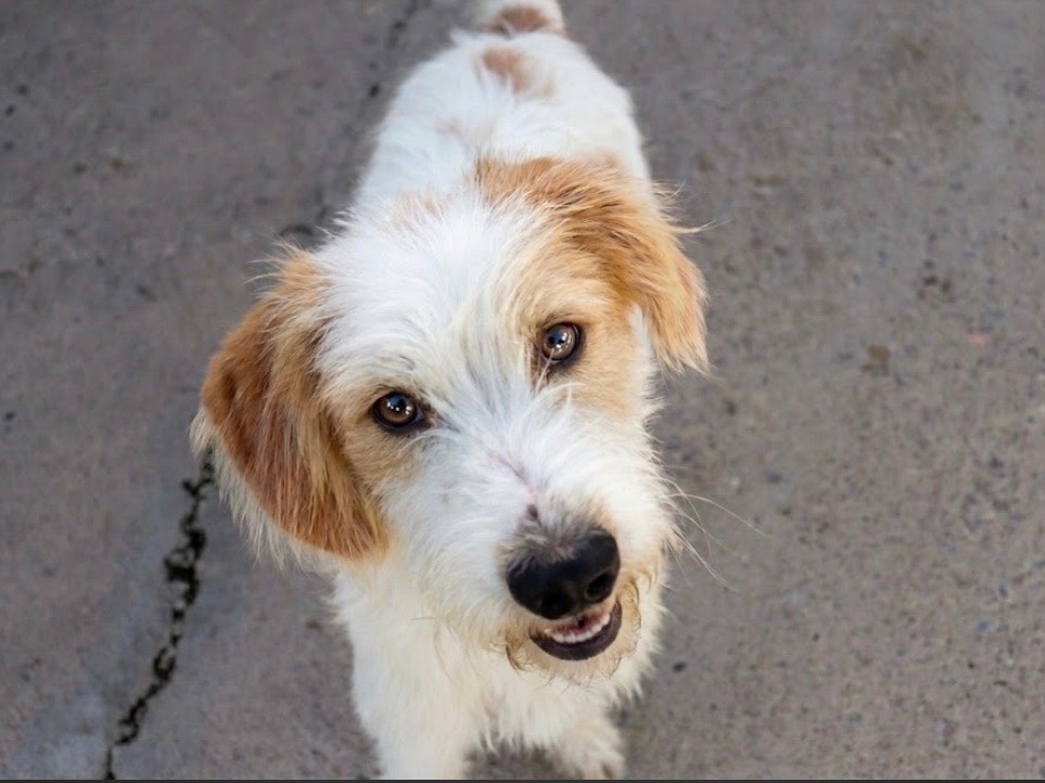 Adozione cane, maschio, Razza sconosciuta Razza sconosciuta, 2 anni e 4 mesi, taglia media, Sud