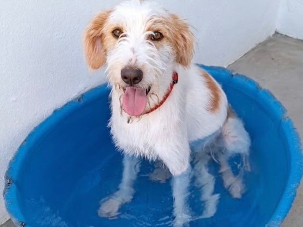 Adotta un cane, maschio, 2 anni e 4 mesi, Sud