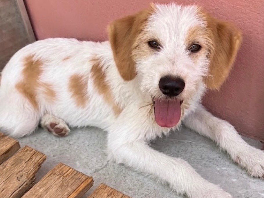 Adotta un cane, taglia media, maschio, Sud