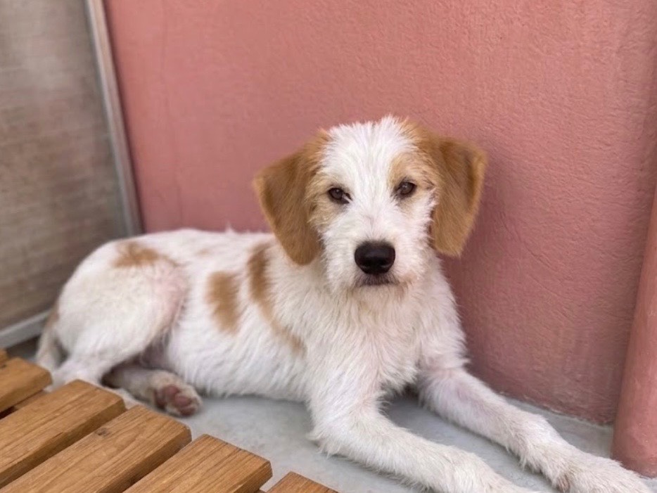 Vuoi adottare un cane a Sud?