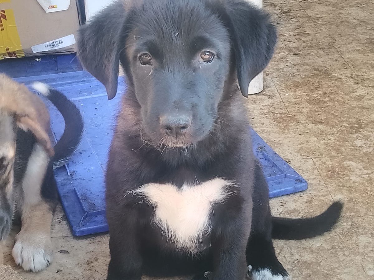 Adotta un cane, femmina, 2 mesi, Reggio