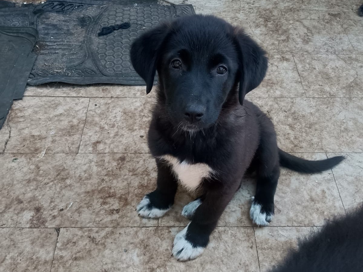 Adozione cane, femmina, Razza sconosciuta Razza sconosciuta, 2 mesi, taglia media, Reggio