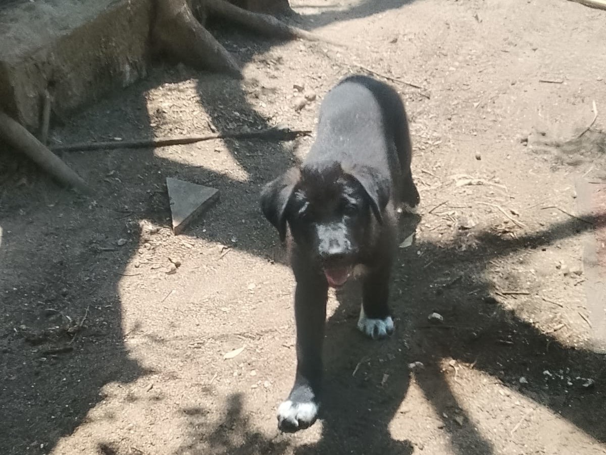 Adotta un cane, taglia media, femmina, Reggio