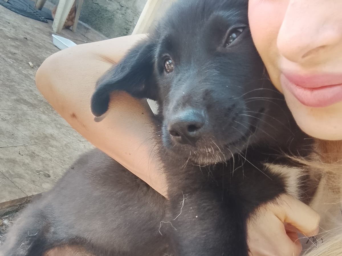 Vuoi adottare un cane a Reggio?
