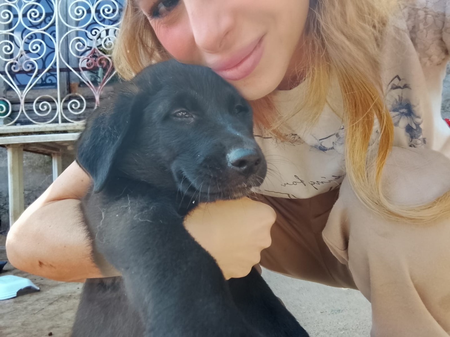 Adotta il cane PIXEL a Reggio