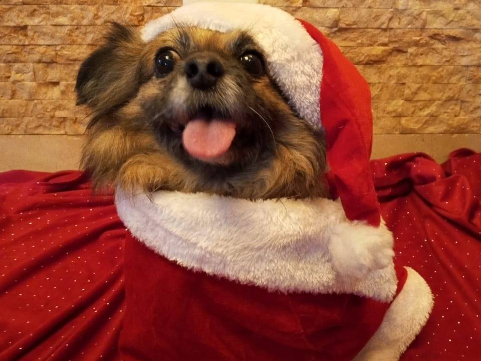 Vuoi adottare un cane a Milano?