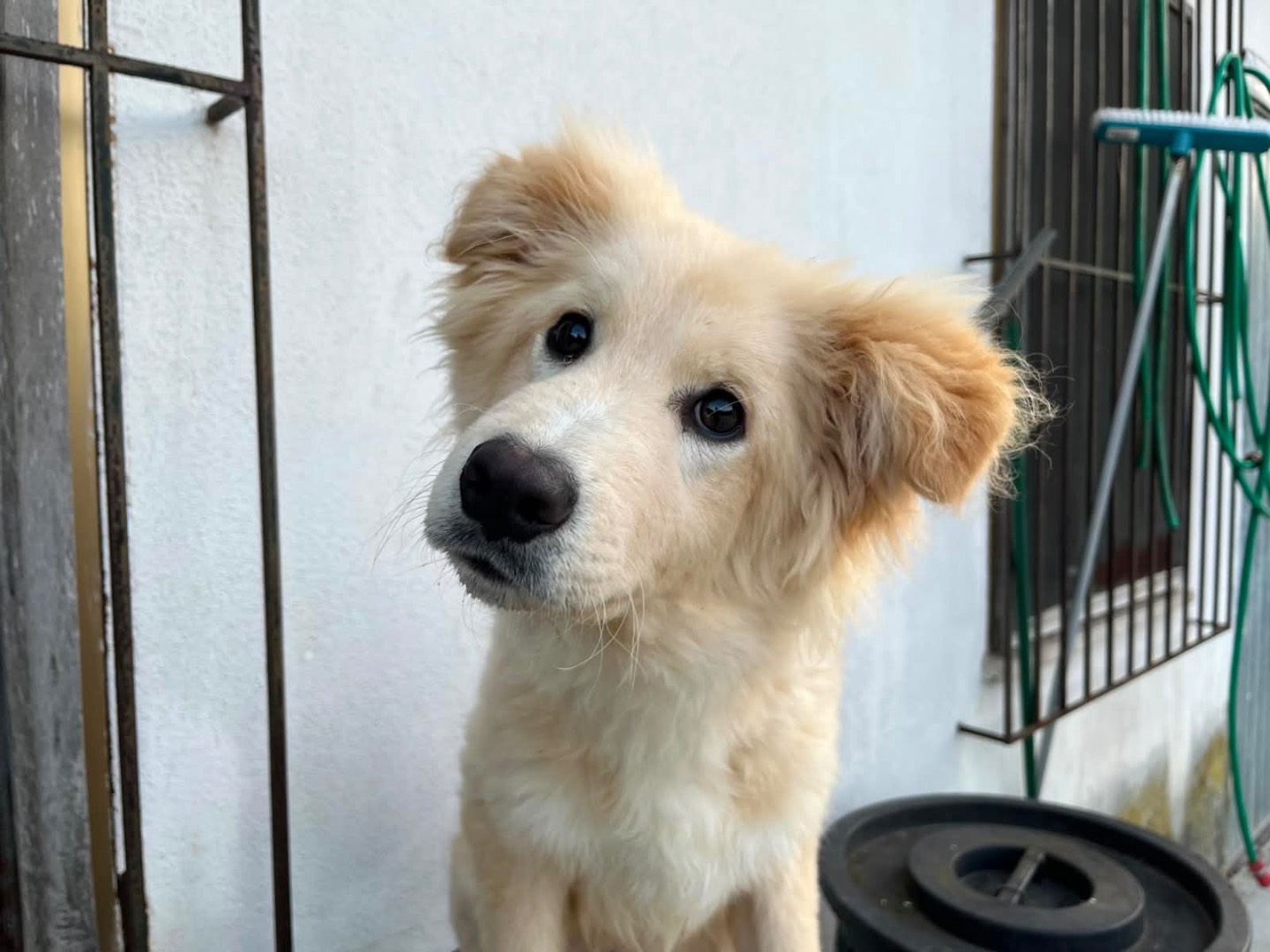 Adozione cane, maschio, Razza sconosciuta Razza sconosciuta, 5 mesi, taglia media, Frosinone