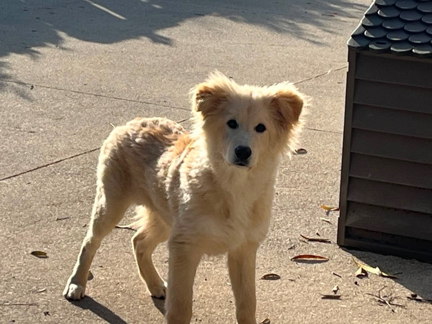 Adotta un cane, maschio, 5 mesi, Frosinone