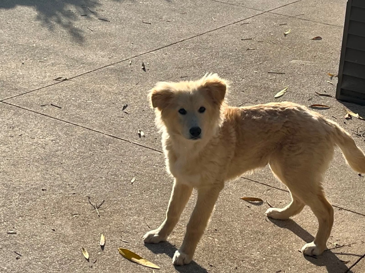 Adotta un cane, taglia media, maschio, Frosinone