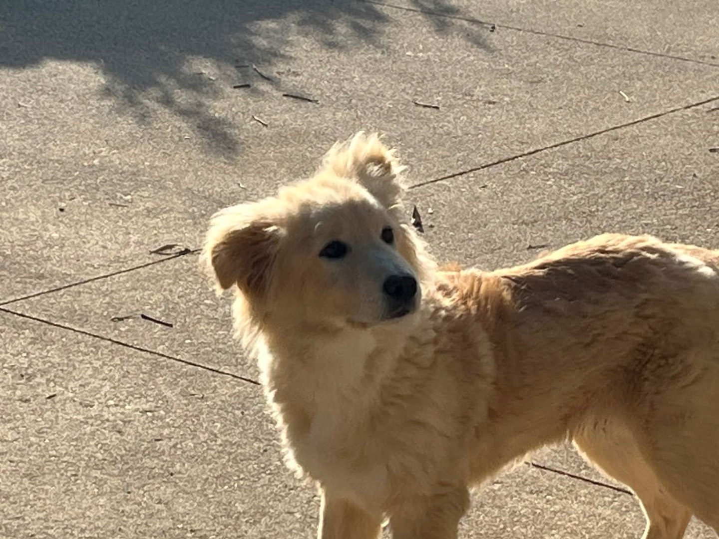 Vuoi adottare un cane a Frosinone?