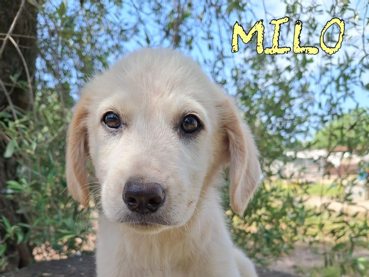Adozione cane, maschio, Razza sconosciuta Razza sconosciuta, 3 mesi, taglia media, Reggio