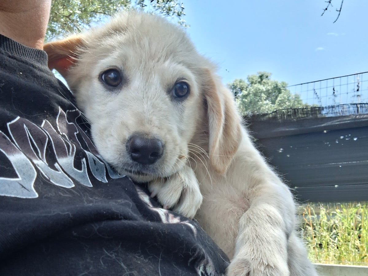 Adotta un cane, maschio, 3 mesi, Reggio