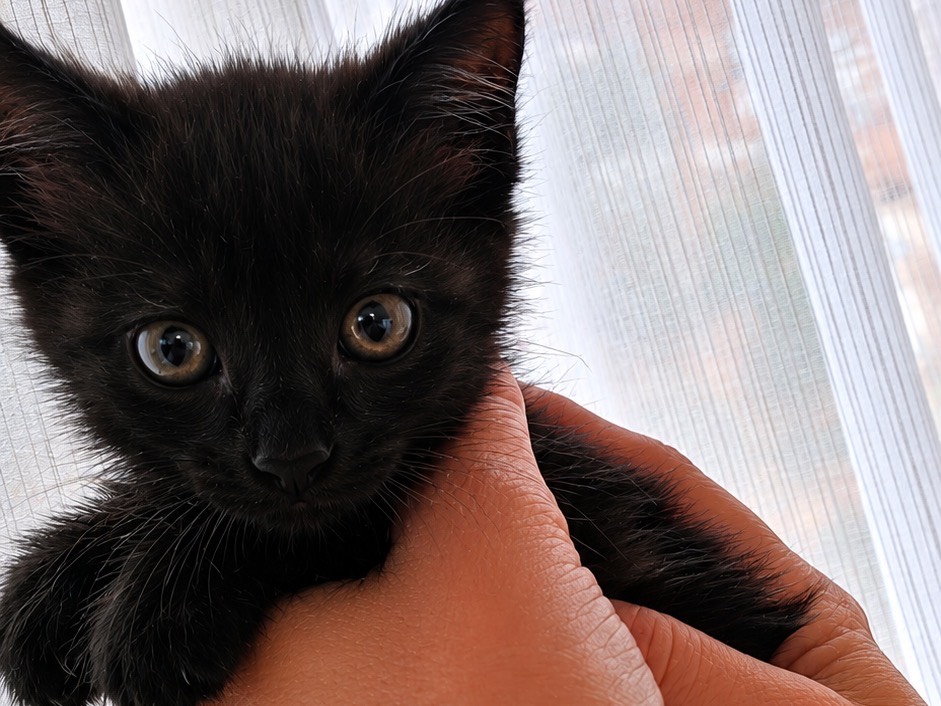 Adozione gatto, femmina, Razza sconosciuta Razza sconosciuta, 2 mesi, taglia non valida, Caltanissetta
