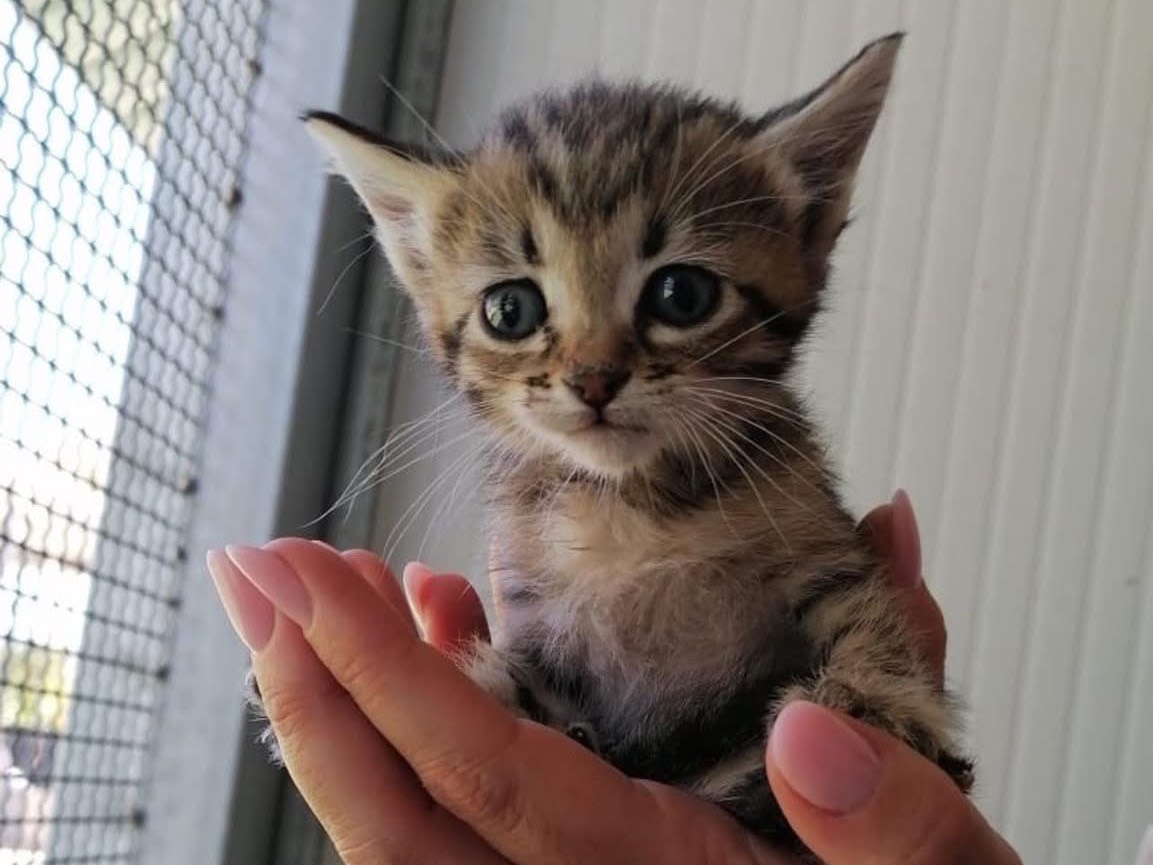 Adozione gatto, maschio, Razza sconosciuta Razza sconosciuta, 2 mesi, taglia non valida, Caltanissetta