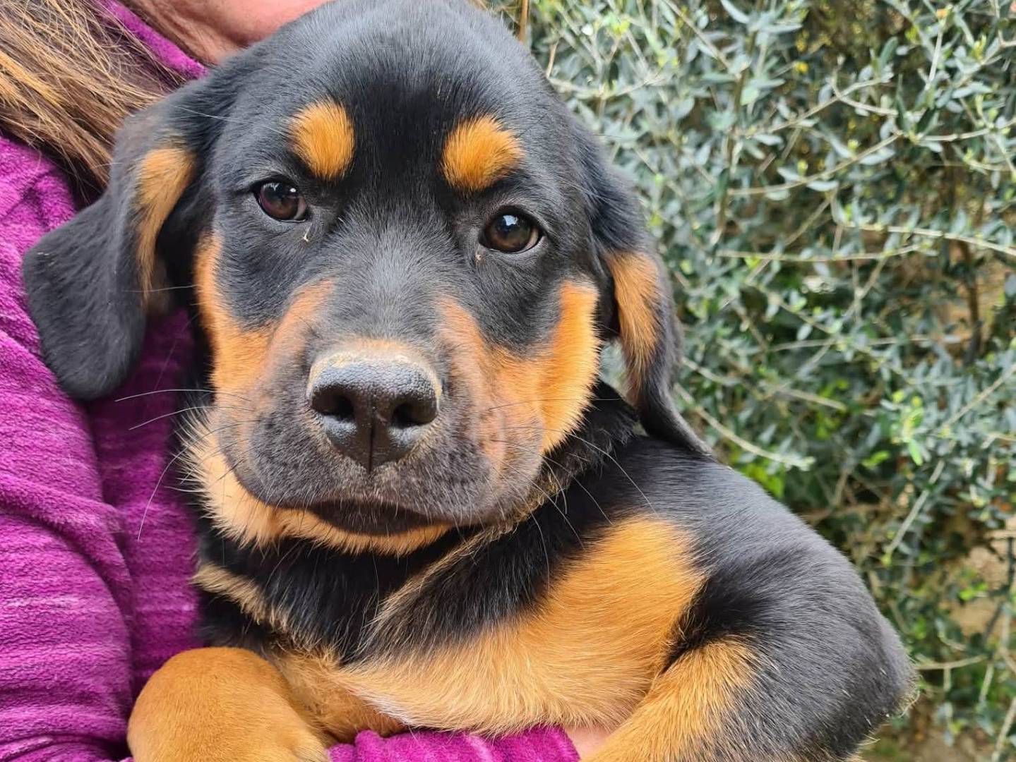 Vuoi adottare un cane a Firenze?