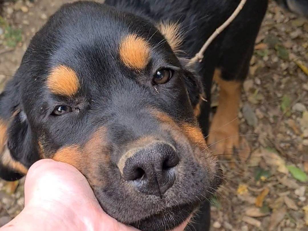Adotta il cane ANNABELLE a Firenze