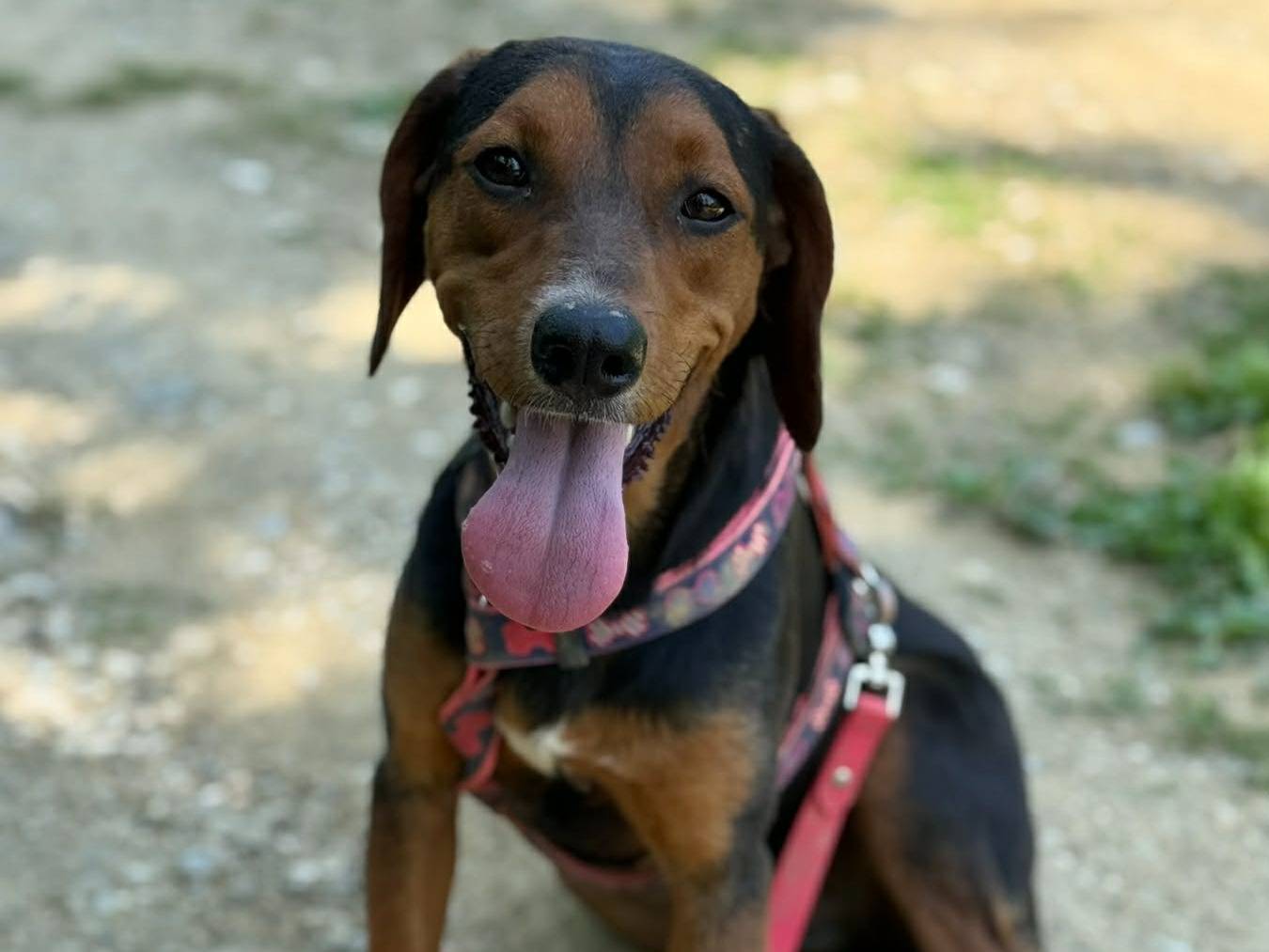 Adotta un cane, femmina, 8 mesi, Firenze