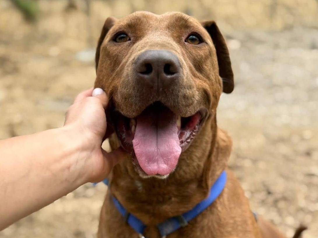 Adozione cane, femmina, American Staffordshire Terrier Shar Pei, 4 anni e 11 mesi, taglia grande, Firenze