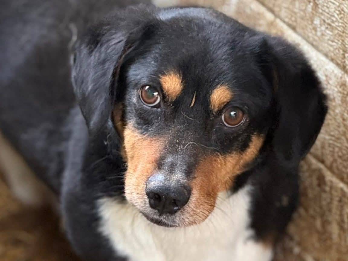Adotta il cane CHAPLIN a Firenze