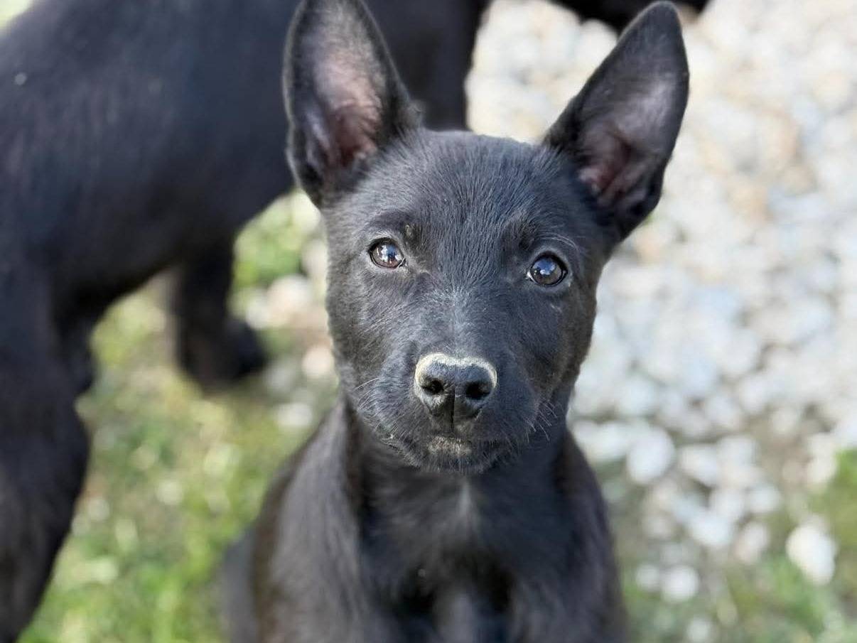 Adozione cane, femmina, Razza sconosciuta Razza sconosciuta, 3 mesi, taglia media contenuta, Firenze