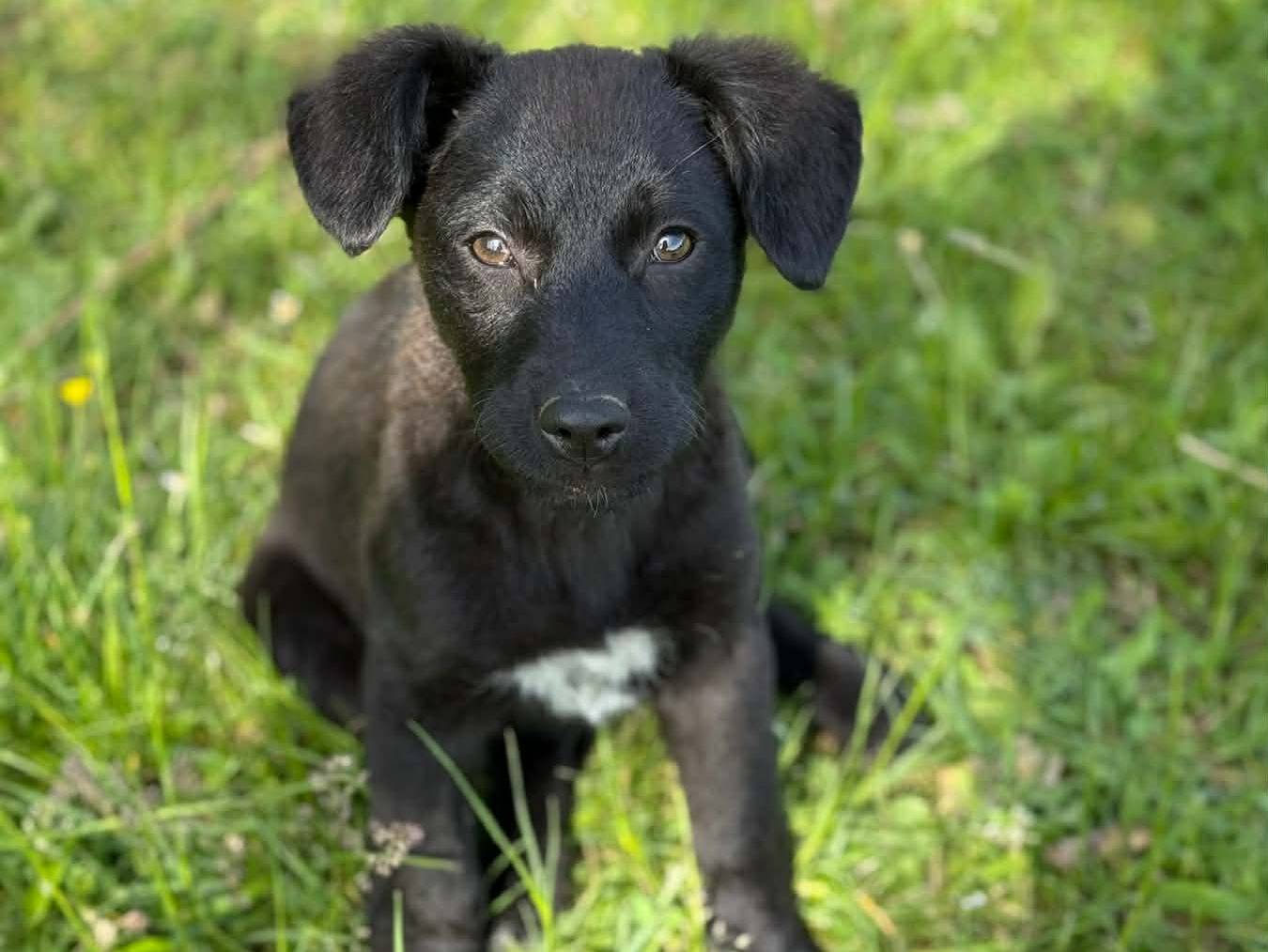 Adotta un cane, femmina, 3 mesi, Firenze