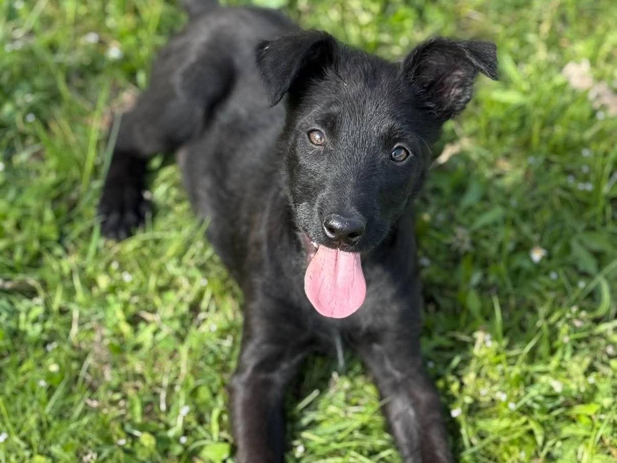 Adotta un cane, taglia media contenuta, femmina, Firenze