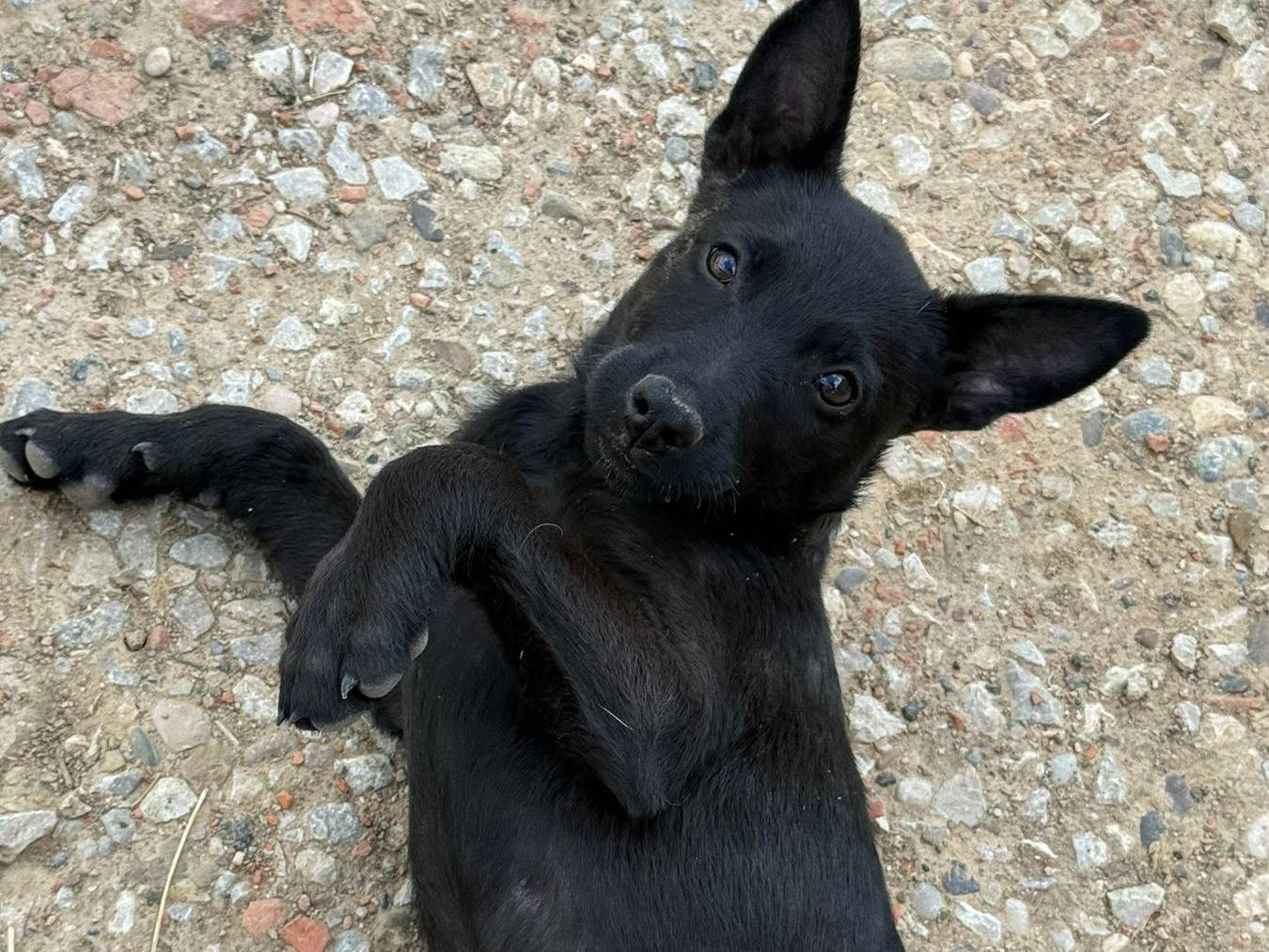 Vuoi adottare un cane a Firenze?
