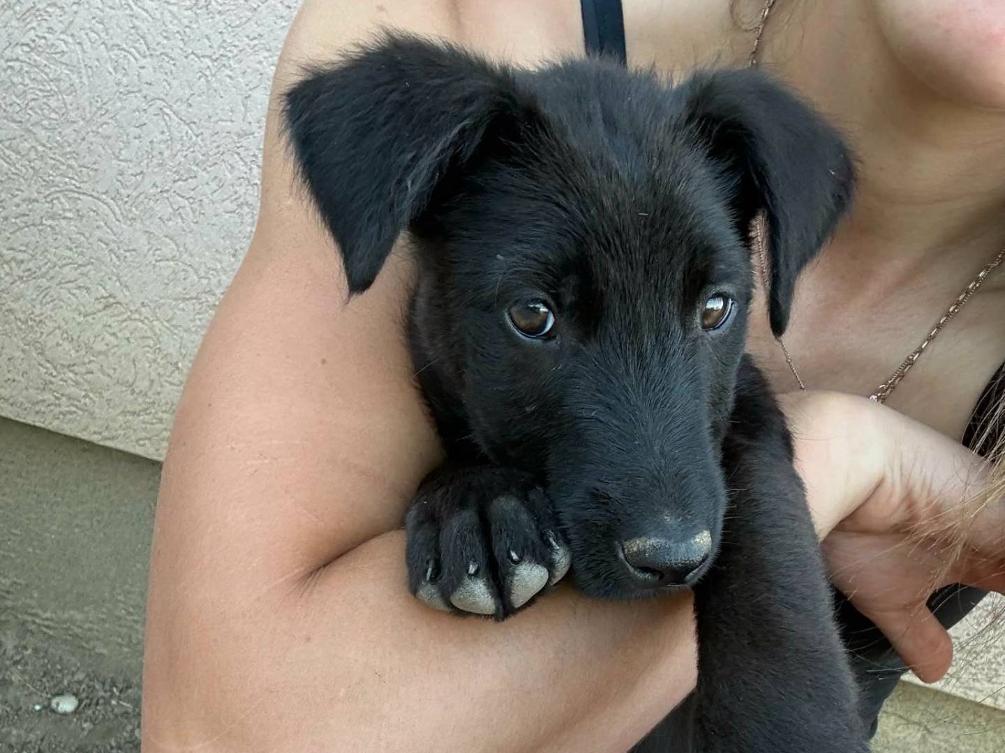 Adotta il cane MARY BENNY SELEN a Firenze