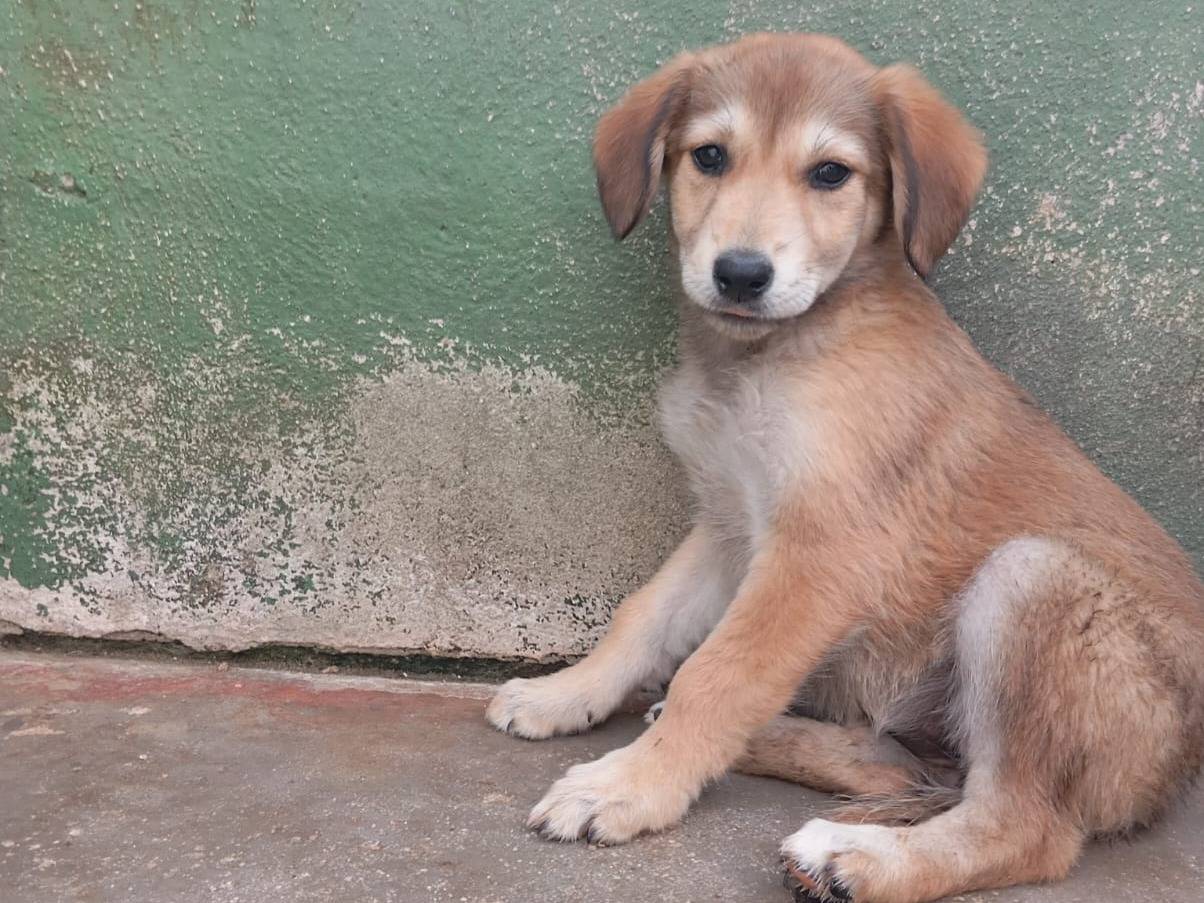 Adotta un cane, femmina, 2 mesi, Caserta
